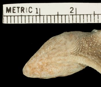 Media type: image; Herpetology R-8544